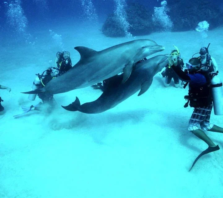 Potápanie – Diving Trip
