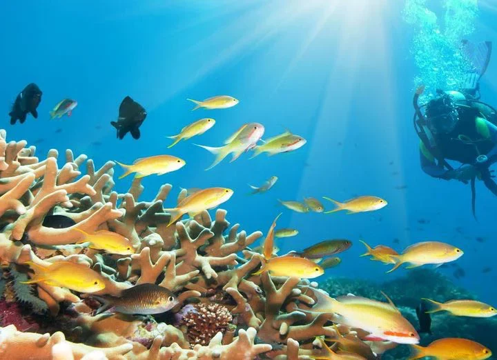 Potápanie – Diving Trip (15)